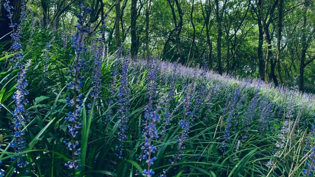 八公山風景區(qū)紫色花海