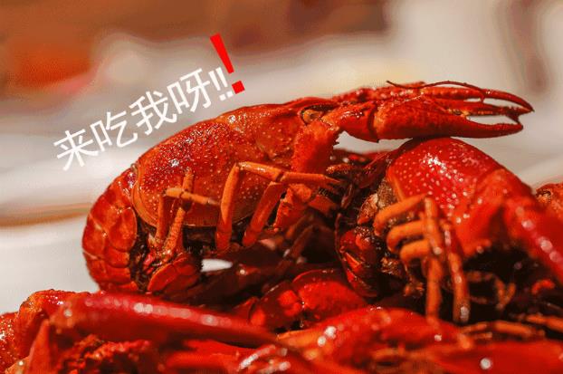 重磅通知，有“鉗”任性！千斤龍蝦空降淮南免費(fèi)吃，精釀啤酒免費(fèi)喝啦，速來(lái)參與