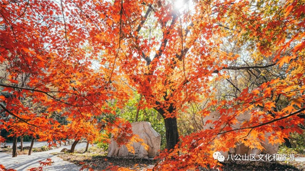 【圖說淮南】——八公山風景區(qū)這個地方紅了！