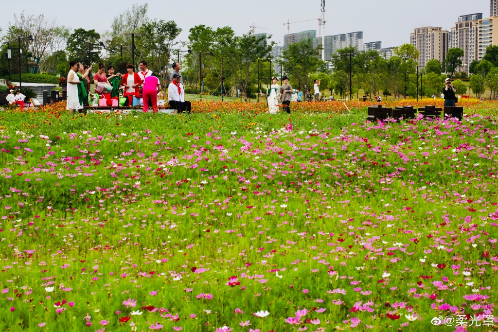 【圖說(shuō)淮南】——淮南的中央公園的花一定不能錯(cuò)過(guò)！