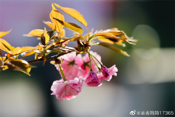 【圖說淮南】——幸得三月櫻花舞，從此阡陌多暖春