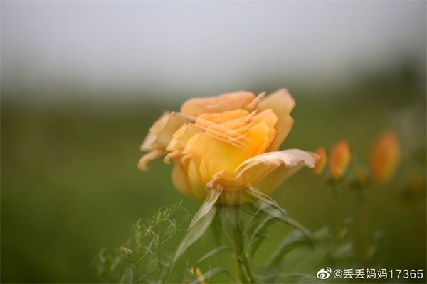 【圖說(shuō)淮南】——只道花無(wú)十日紅，此花無(wú)日不春風(fēng)
