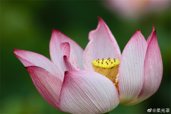 【圖說淮南】——一朵芙蕖，開過尚盈盈