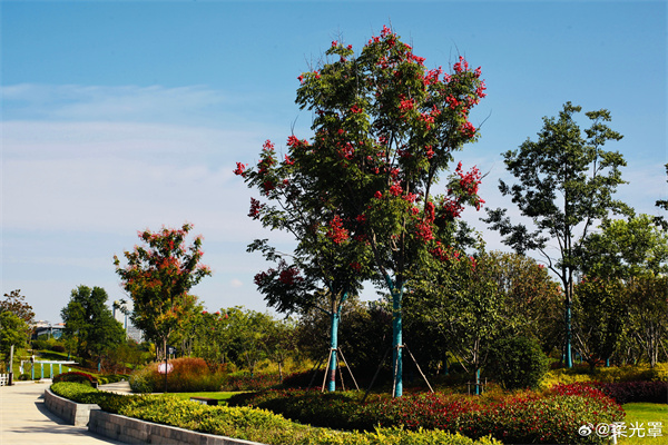 【圖說淮南】——人民公園之秋色 