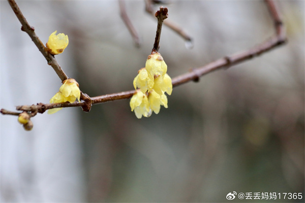 【圖說淮南】——墻角數(shù)枝梅，凌寒獨(dú)自開