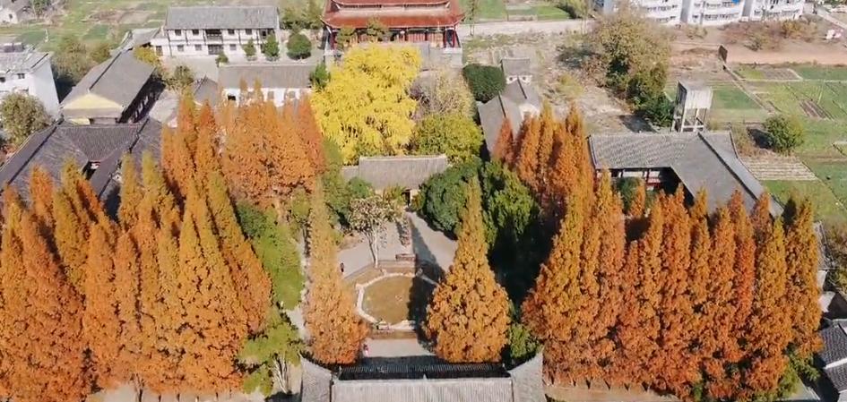 壽縣報(bào)恩寺，滿地金黃正當(dāng)時(shí)