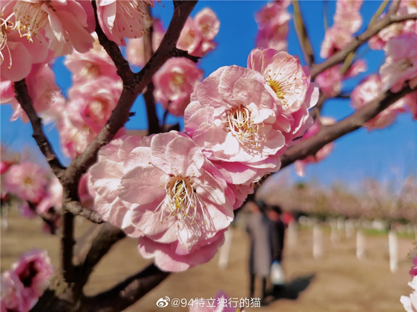圖說淮南——春光瀲滟，如花似錦